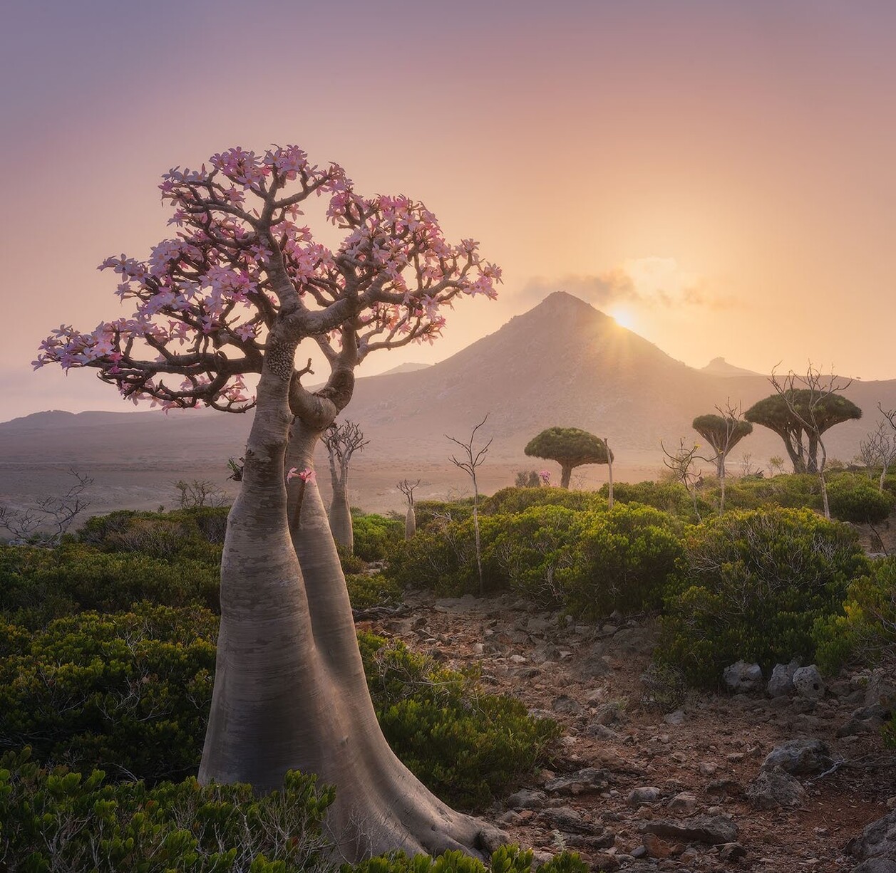 Socotra, Yemen